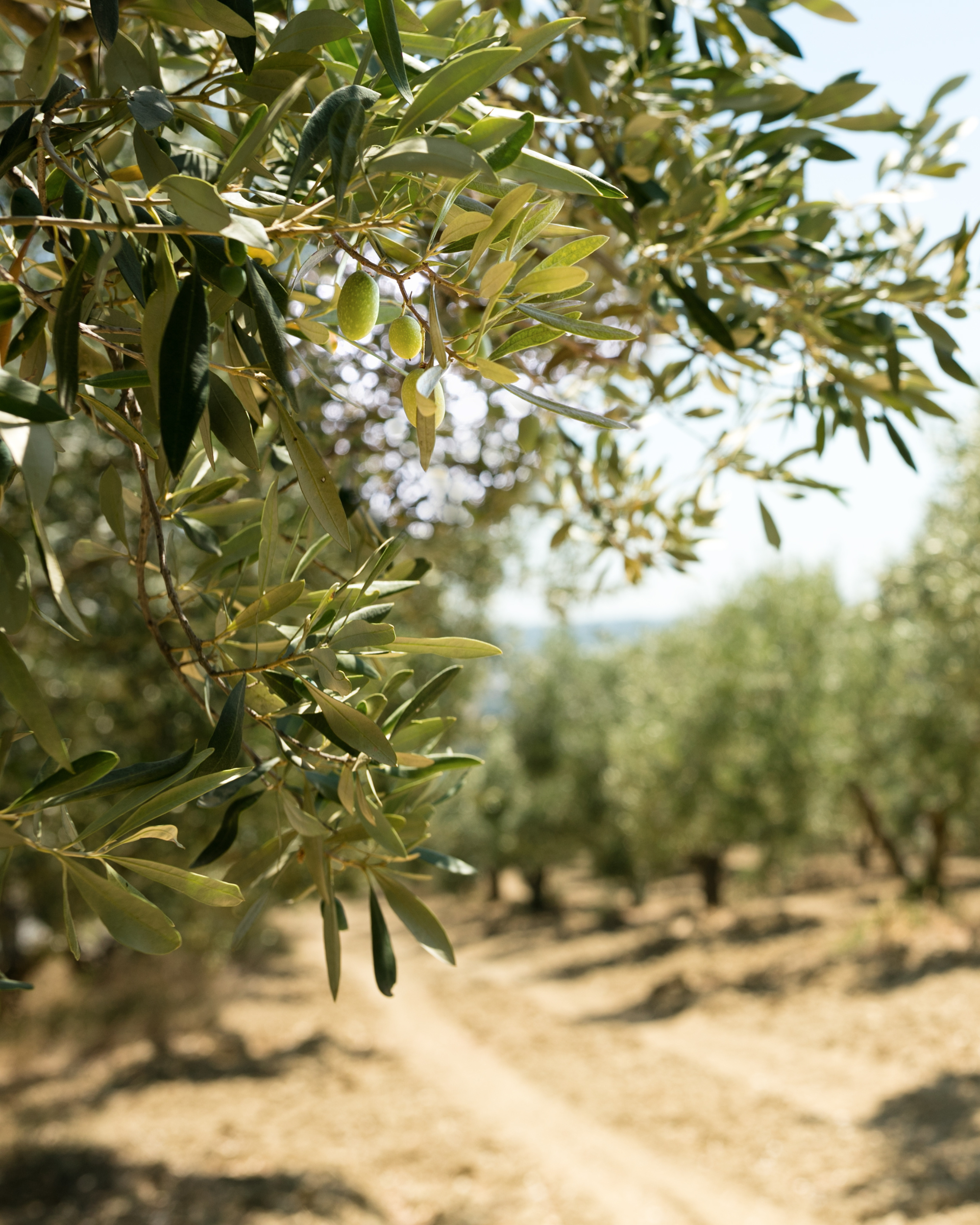 Cultivated olive grove with branches reaching across the row
