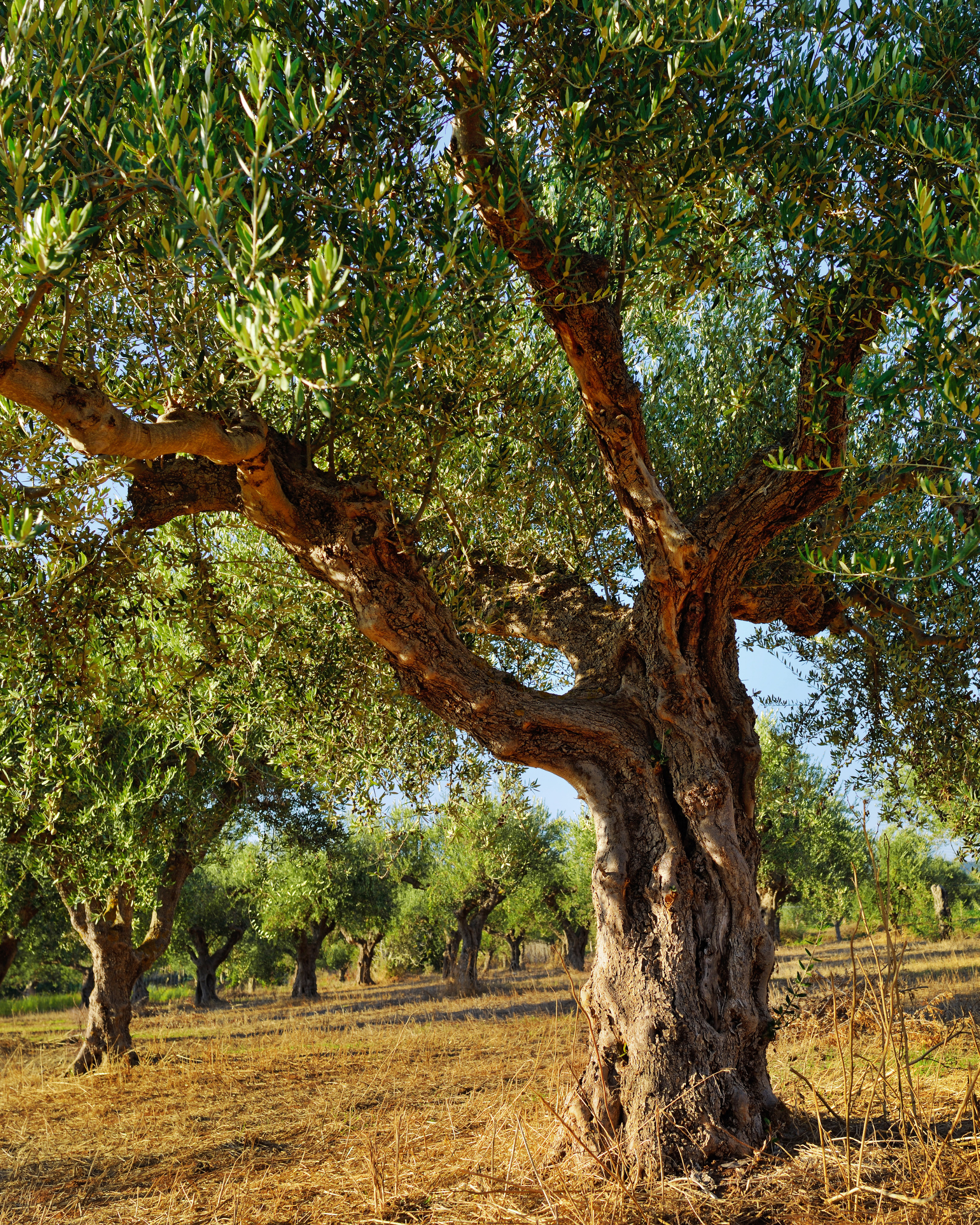 Gnarled wild olive tree, generations old, on the mountain slope