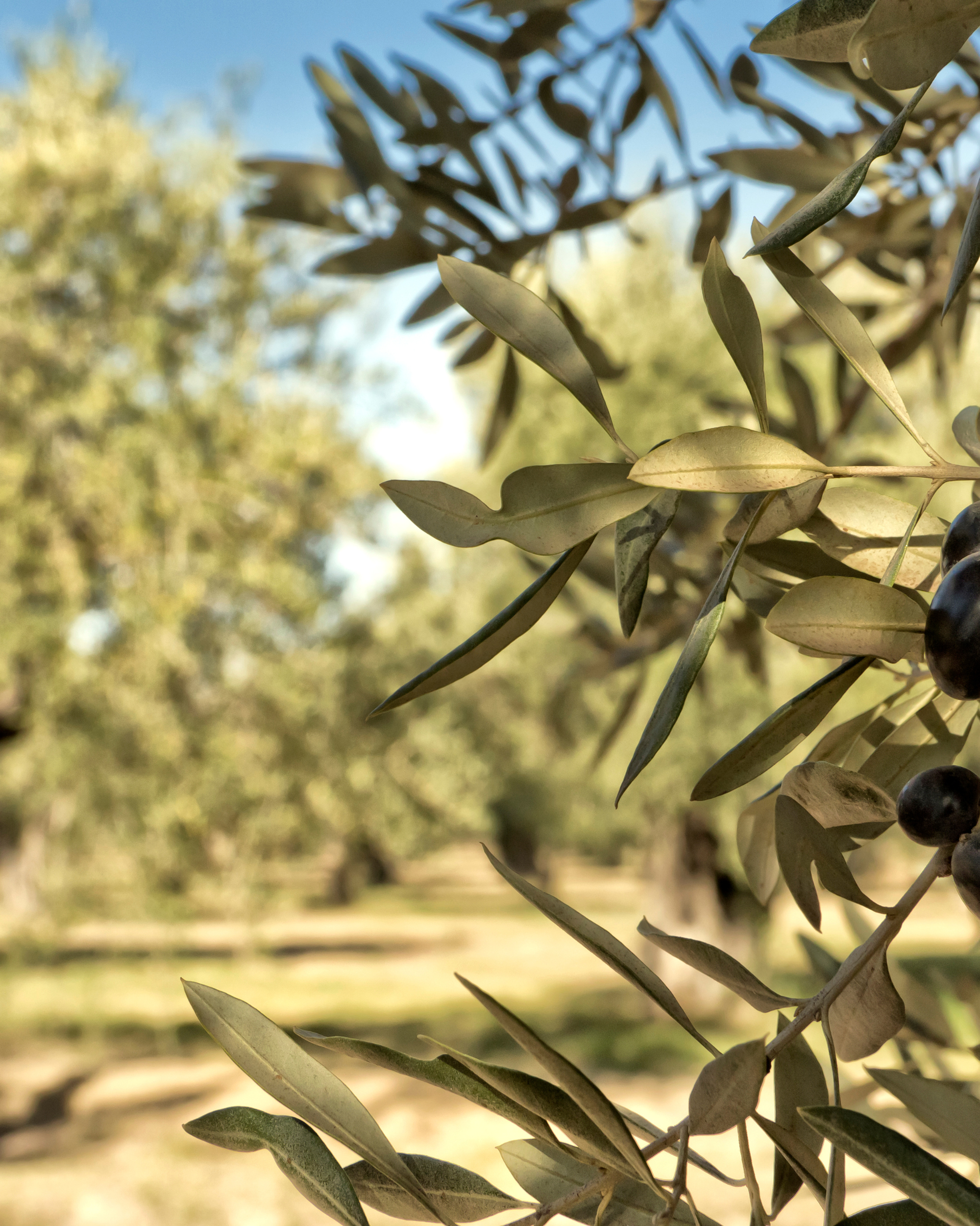 Branches of a single olive tree against the grove